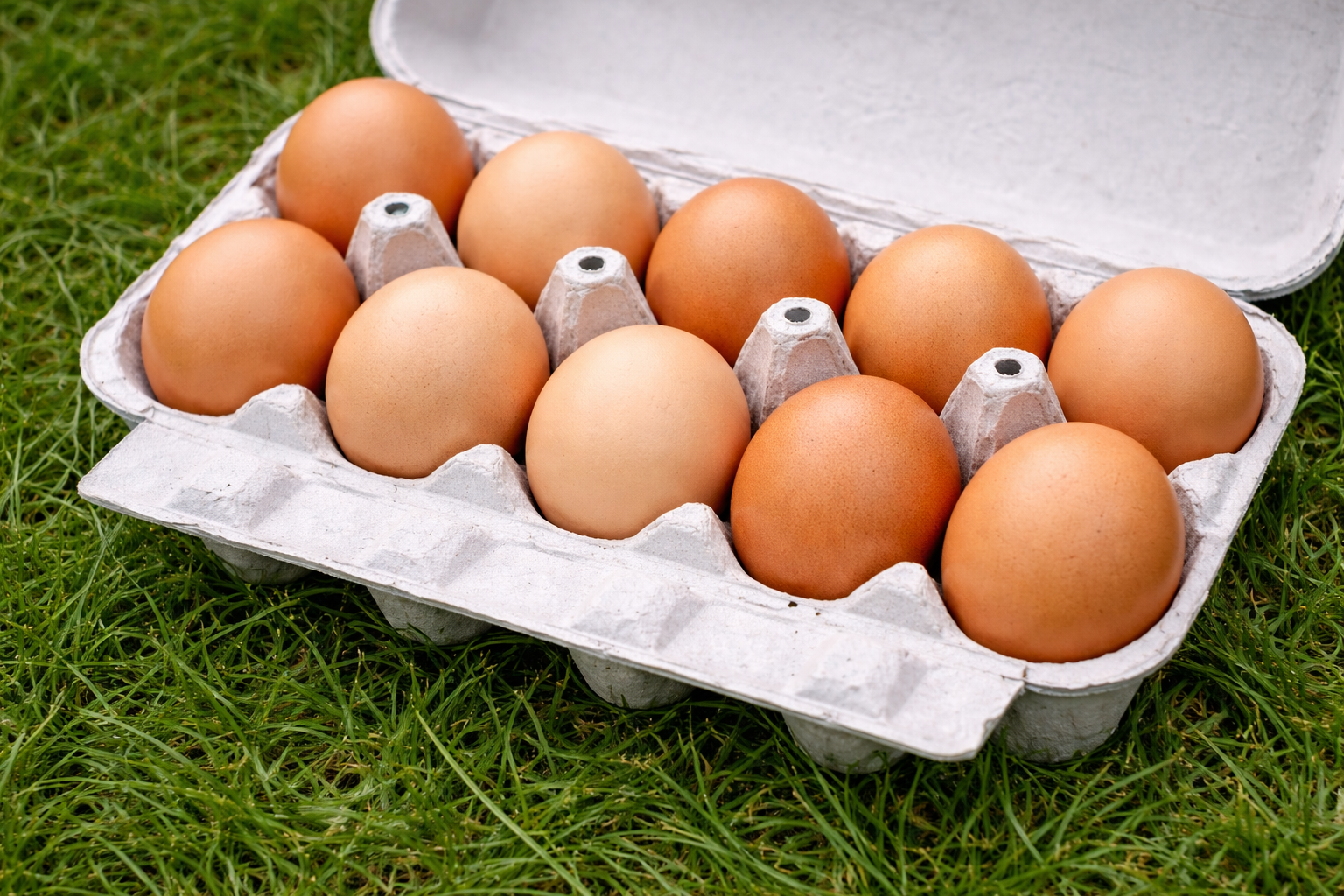 Fresh Eggs